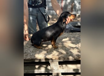 Alizee sucht ihren Lieblingsmenschen