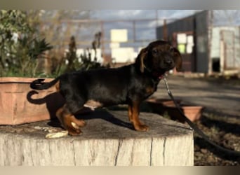 Loik - kleiner süßer Dackelmann