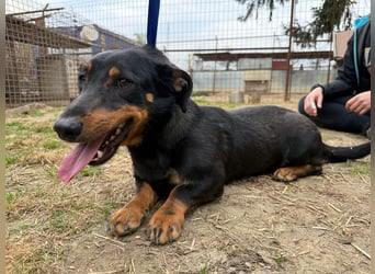 Drazsé wartet auf sein großes Glück