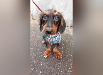 Dale sucht seine Familie