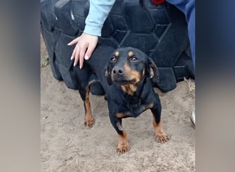 Fortunato - Süßer Dackelmix sucht ein warmes Plätzchen!