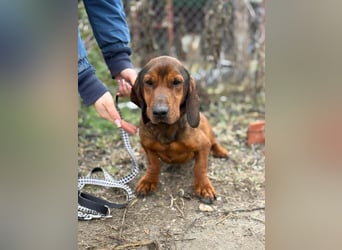 Louis sucht eine Familie