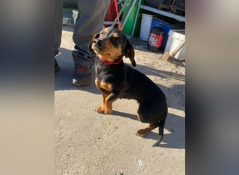 Alizee sucht ihren Lieblingsmenschen