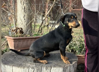 Fortunato - Süßer Dackelmix sucht ein warmes Plätzchen!