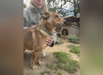 Pityke - wird leider immer übersehen