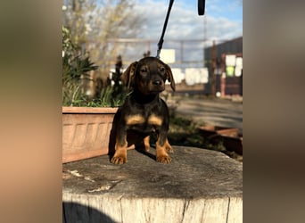 Loik - kleiner süßer Dackelmann