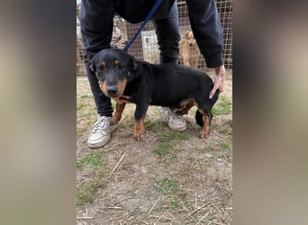 Drazsé wartet auf sein großes Glück