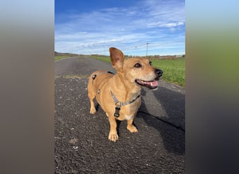 Ginger - Traumhund sucht ihre Familie!