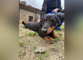 Drazsé wartet auf sein großes Glück