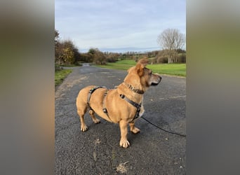 Ginger - Traumhund sucht ihre Familie!