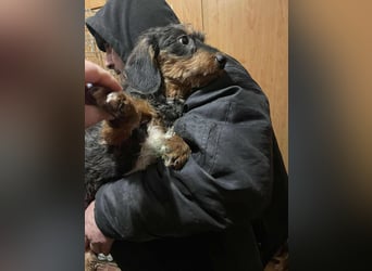 Dale sucht seine Familie