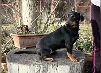 Fortunato - Süßer Dackelmix sucht ein warmes Plätzchen!