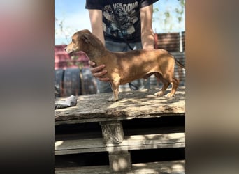 Dumbi , ein kleiner Dackel mit großem Herzen, sucht dich