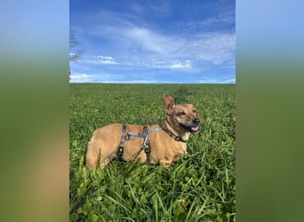 Ginger - Traumhund sucht ihre Familie!