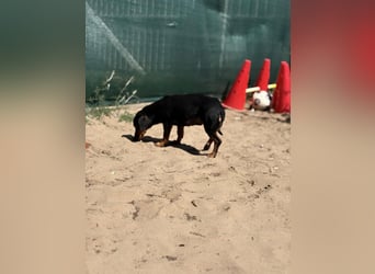 Alizee sucht ihren Lieblingsmenschen