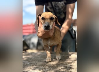 Dumbi , ein kleiner Dackel mit großem Herzen, sucht dich