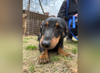 Drazsé wartet auf sein großes Glück