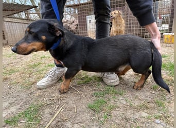 Drazsé wartet auf sein großes Glück