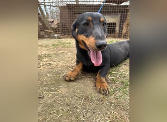 Drazsé wartet auf sein großes Glück