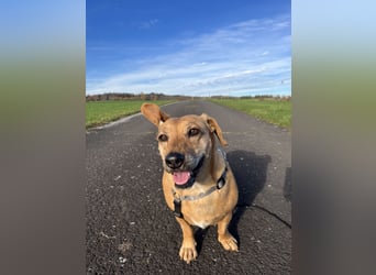 Ginger, wartet in 51580 Reichshof