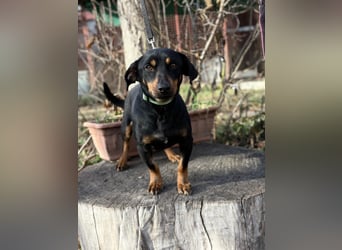 Fortunato - Süßer Dackelmix sucht ein warmes Plätzchen!