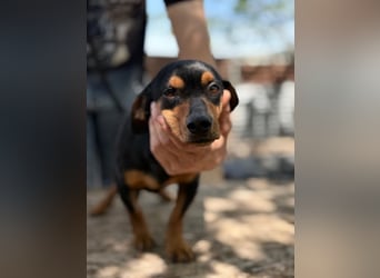 Alizee-wer dacktelt da ins neue Heim?