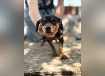 Alizee sucht ihren Lieblingsmenschen
