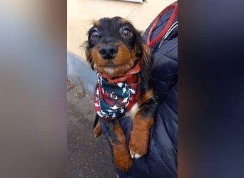 Chip sucht seine Menschen