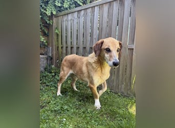 Guszti sucht ein ruhiges Plätzchen