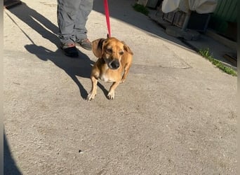 Dumbi , ein kleiner Dackel mit großem Herzen, sucht dich