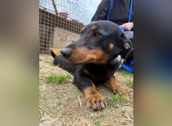 Drazsé wartet auf sein großes Glück