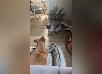 Ginger - Traumhund sucht ihre Familie!