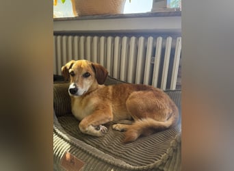Guszti sucht ein ruhiges Plätzchen