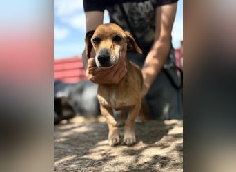 Dumbi , ein kleiner Dackel mit großem Herzen, sucht dich