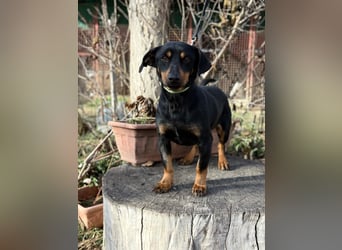 Fortunato - Süßer Dackelmix sucht ein warmes Plätzchen!