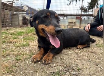 Drazsé wartet auf sein großes Glück