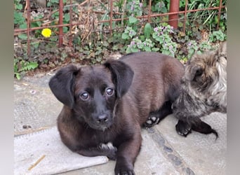 Welpe Elli möchte Rumänien schnell verlassen