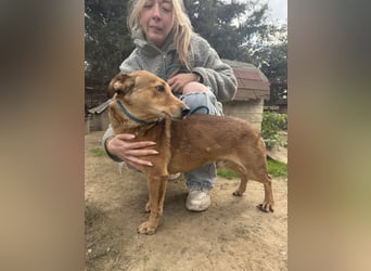 Pityke - wird leider immer übersehen