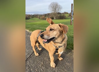 Ginger - Traumhund sucht ihre Familie!