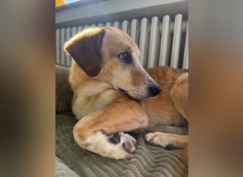 Guszti sucht ein ruhiges Plätzchen