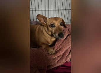 Ginger, wartet in 51580 Reichshof