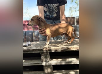 Dumbi , ein kleiner Dackel mit großem Herzen, sucht dich