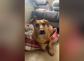 Ginger - Traumhund sucht ihre Familie!