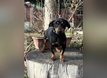 Fortunato - Süßer Dackelmix sucht ein warmes Plätzchen!