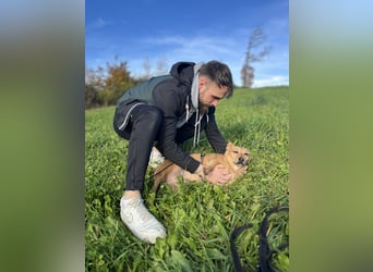 Ginger, fröhliche Hundedame