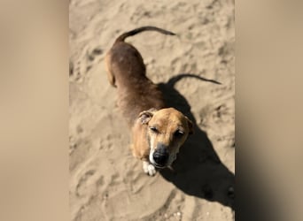 Dumbi , ein kleiner Dackel mit großem Herzen, sucht dich