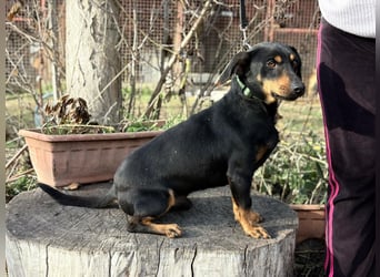 Fortunato - Süßer Dackelmix sucht ein warmes Plätzchen!