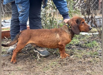 Louis sucht eine Familie