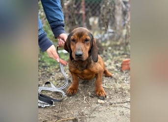 Louis sucht eine Familie