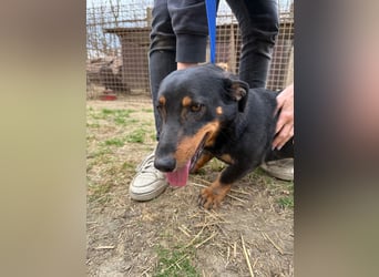 Drazsé wartet auf sein großes Glück